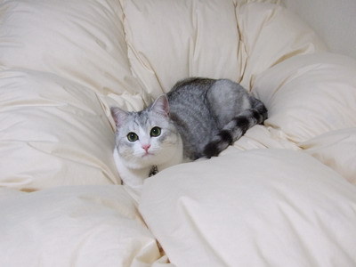 torukou:torukou: (=^‥^=) Uni 