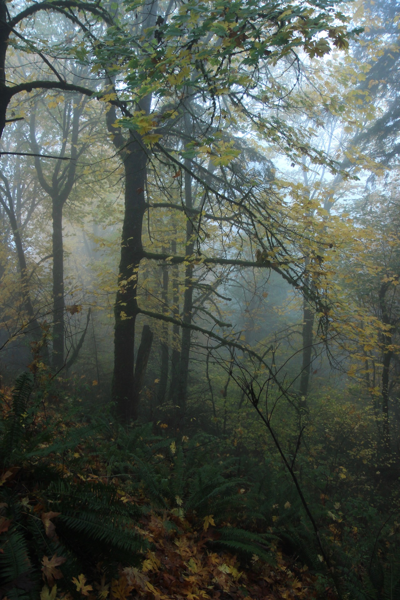 Cougar Mountain, October 2021 #landscape#nature#pnw#pacific northwest#washington #photographers on tumblr #vertical nature#forest#fog#cougar mountain#autumn#fall#my photography