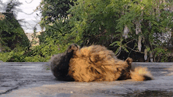 rondafeliz:my cat being crazy