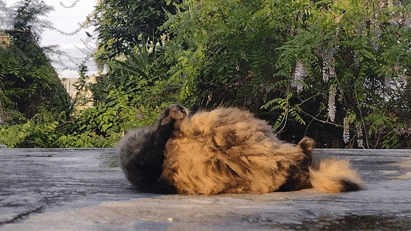 rondafeliz:my cat being crazy