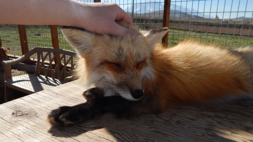 It’s a hard life being a fox, sitting around in the sun, showing off your cuteness to others. She’s 