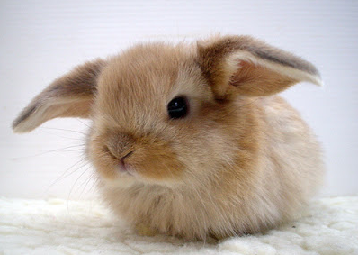 rojanlotfdoust:  Hey, so stop your scrolling for a bit think about baby bunnies,