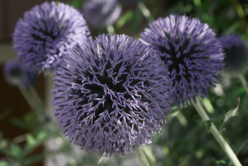 Round purple ball flower