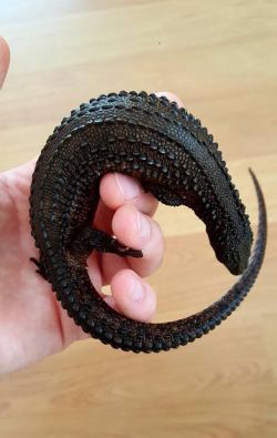 Timberwolf-Manstab:  Awwww-Cute: Beautiful Black Scales Of An Earless Monitor Lizard