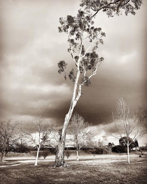 Eucalyptus tree in winter.  https://www.instagram.com/p/CKa5J7uLKoa/?igshid=1dxf3aog0bjac