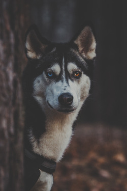 ikwt:  Husky (Lex Ko) | ikwt