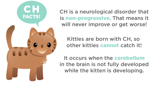 thetinytabby:thetinytabby:Do you know about Cerebellar Hypoplasia?If you’ve ever had the absolute pleasure of meeting a cat with CH, you’ll know how quirky and charming they typically are!Teddy, the CEO of The Tiny Tabby, has CH. He is the happiest,