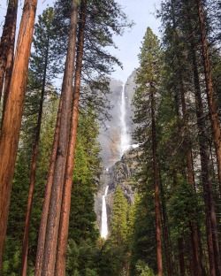 americasgreatoutdoors:  Happy Arbor Day! We’re celebrating with this pic of majestic trees offering a window to a gorgeous view of Yosemite Falls at Yosemite National Park in California. Cascading more than 2,400 feet above Yosemite Valley, it’s