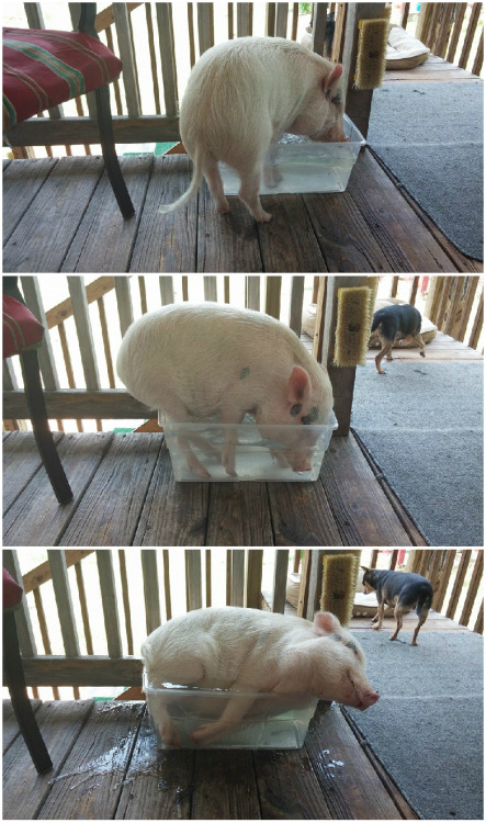 icarusthesupernaturalpig:Look at him, he is so happy with himself.
