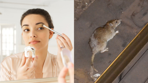 clickholeofficial:5 Makeup Tips So Good That If A New York City Rat Got Ahold Of Them It’d Be Able T
