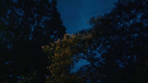blumenherzen: Angel Olsen - Lark (2019) pt.1