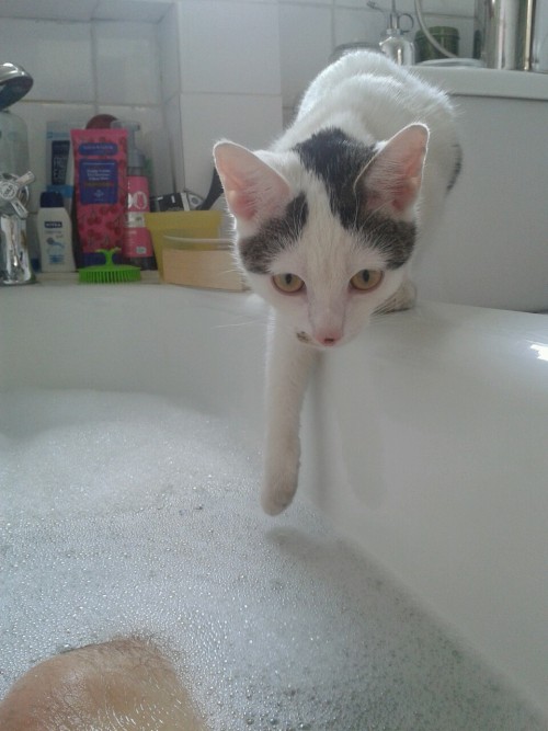 thedeerprincereturns:my kitten is distressed that she was not included in bath time and would like t