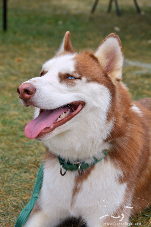 I heard an inspiring story about this beautiful husky with a mohawk. When he first came into the car