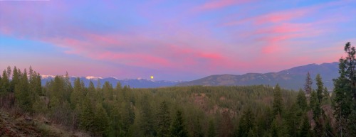 Porn photo softwaring:Super pink moonrise tonight over