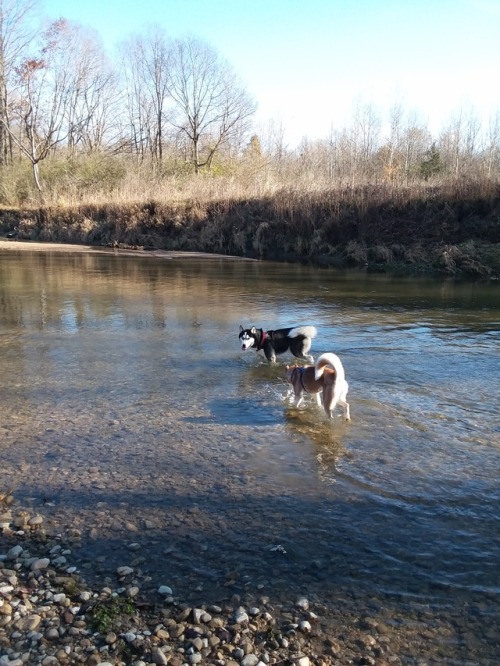 Enjoying a hike by the creek (and a swim if you&rsquo;re a husky).