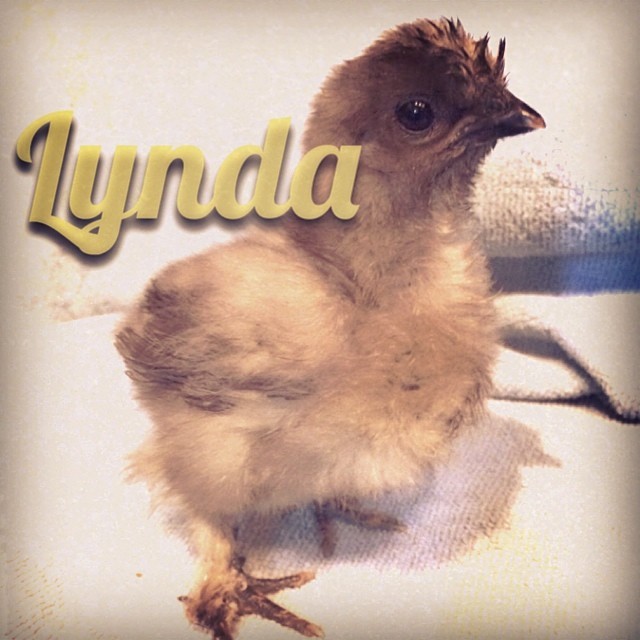 Lynda is a blue #silkie bantam and she’s also very sandy right now. She’s very laid back. #chickensofinstagram #chicks