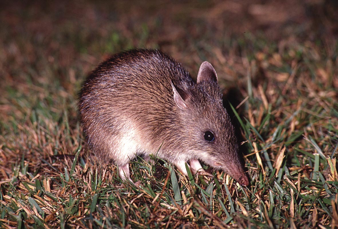 Perameles nasuta (Long Nosed Bandicoot)
A small little nocturnal animal that resides in the grasslands across all Eastern Coast of Australia. If often has habitats right next toe the beachy sand!
Weighs about 800-1100 grams , it feasts upon roots,...