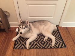 huskyhuddle:  Just a rug dog 