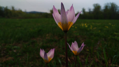 (. Tlipa Ptens), 10 . 24. The Tulipa Patens, Is Listed In 10 Regional Red Books Of The Russian Federation.