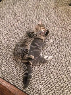 cuties-overload:  My kitten snuggled up with his older brother