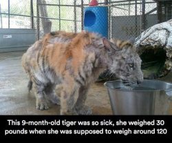 Chocolatequeennk:  Deapseelugia:  Catchymemes:  Sick Tiger Cub Gets Rescued From