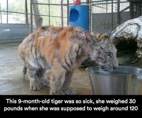 chocolatequeennk:deapseelugia:catchymemes:Sick Tiger Cub Gets Rescued From Circus, Makes Incredible 