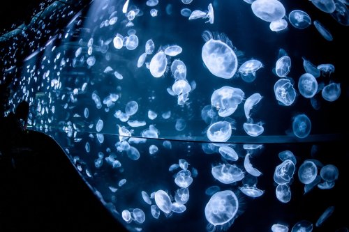 Jellyfish tunnel in Ikebukuro Tokyo (photos from)