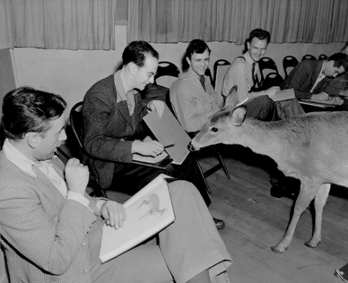 thewaltcrew:Disney animators studying live deer for reference for Bambi(1st photo is of Frank Thomas