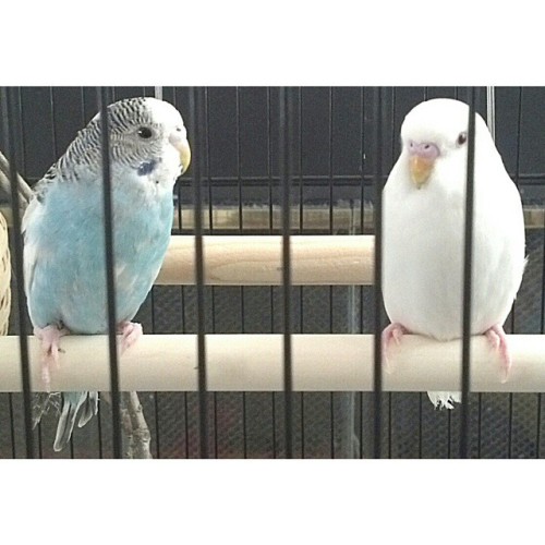 Charlene&rsquo;s pets! Meet Ray and Phoenix. #parapeeps