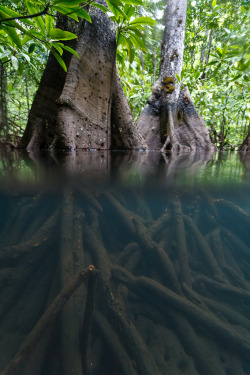 touchdisky:  Raja Ampat, West Papua | Indonesia