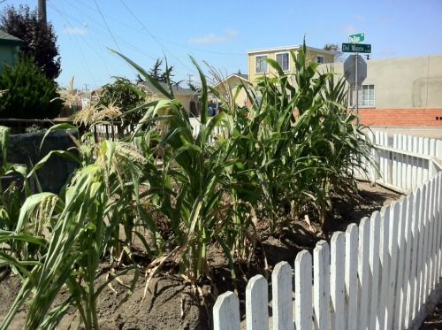 thinkmexican:  Mexicans Continue Corn Planting Tradition  Throughout the Eastside of Salinas, and many other Mexican communities in the United States, the tradition of planting corn continues. Whether it’s a small milpa in the backyard or a couple of