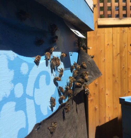 excited-dad:the bees collected so much pollen today!!!