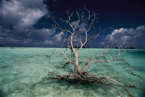 unrar: A petrified tree floats in the crystal-clear waters of Palmyra Atoll, Line Islands, Randy Ols