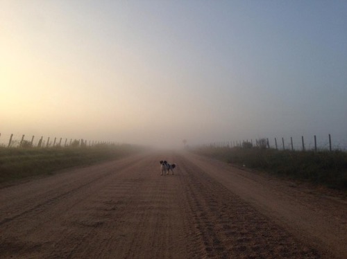 can’t wait to see this little guy ❤️ . . . #bubba #shichon #garzon #sunrise #uruguay #dirtroad