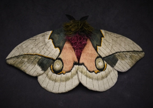 wnq-writers: Textile Moth and Butterfly Sculptures by Yumi Okita North Carolina-based artist Yumi Ok