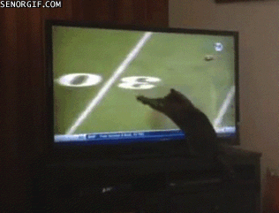 catsdogsblog:  Cat Gifs and Dog Gifs http://catsdogsblog.com/