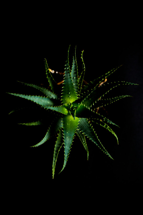 Aloe©Botanic Art