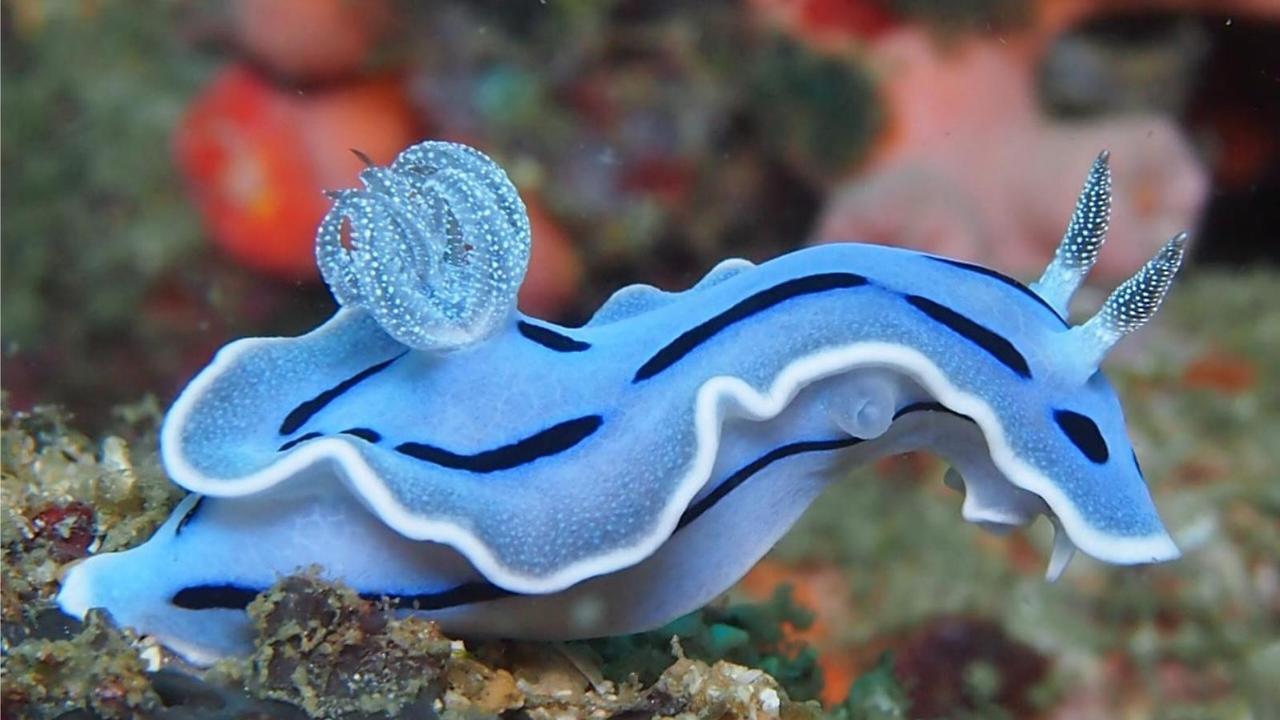 ainawgsd:Rainbow of Sea Slugs-Blue