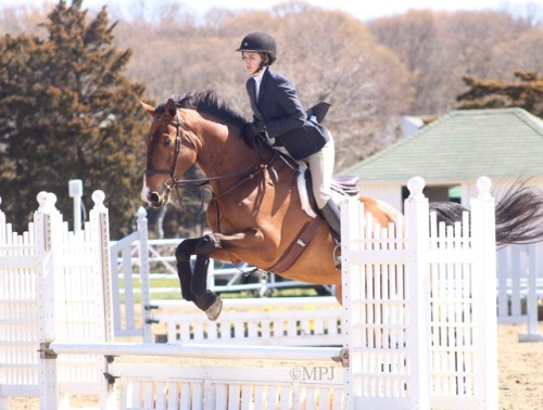 equestrian photography