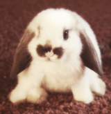 balfie:  The things i love most | Bunnies 
