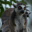 leaping-lemurr