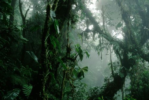 africansouljah: Stuart FranklinCOSTA RICA. Monteverde Cloud Forest. 2000