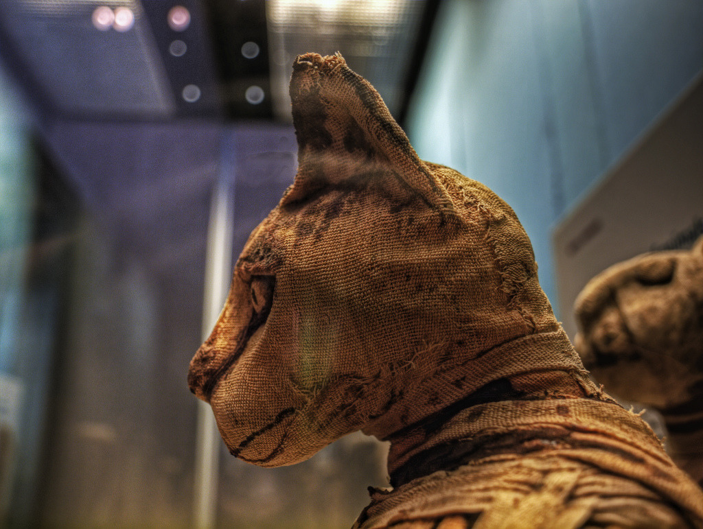 ancientart:  Mummy of a cat, from Abydos, Upper Egypt. Roman Period, perhaps 1st