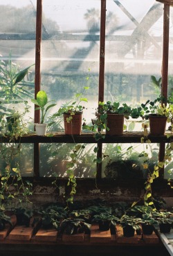 l0velyyb0nezz:  Green house