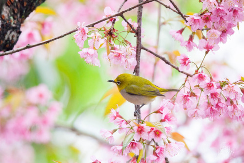 phantastrophe:Japan | Photographer: higrace 黑夜與白天