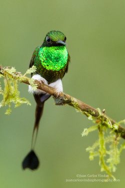 fairy-wren:  (via 500px / Booted Rackettail (Ecuador) by Juan Carlos Vindas) 