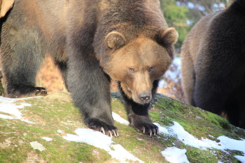 shroomlings:We interrupt your regularly scheduled mushroom programto show you these pictures of bear