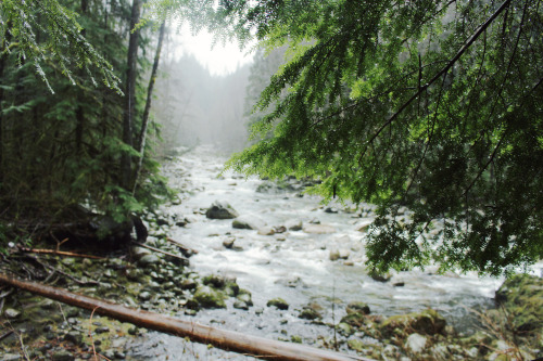 matchbox-mouse:Passing over the river.On a hike in Lynn Canyon, British Columbia.