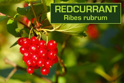 biodiverseed: I love the sweet but tart berries in the Ribes genus, which is why I have planted so m