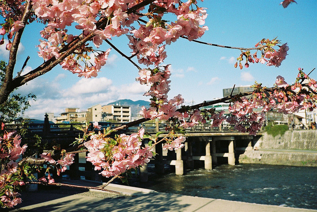 tokyoghosts:  First Sakura by zyu10 on Flickr.
